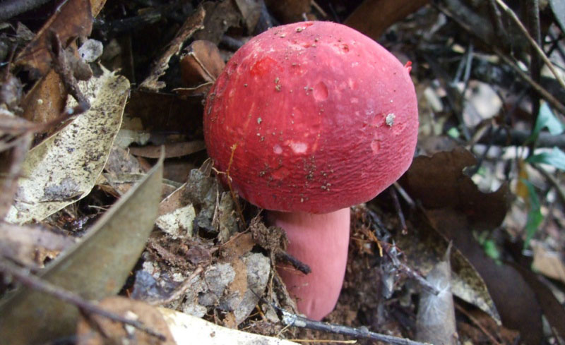 毒蘑菇顏色艷，一起煮大蒜會(huì)發(fā)黑？真的假的？