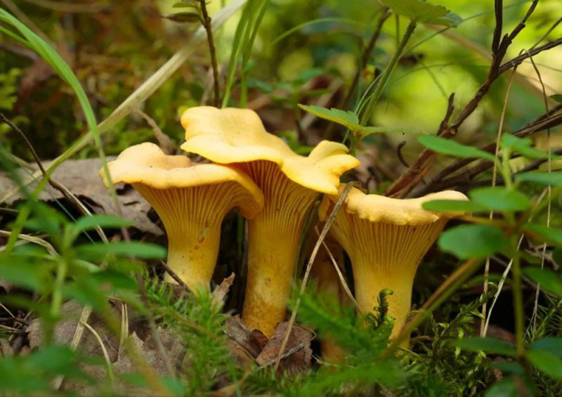 毒蘑菇顏色艷，一起煮大蒜會(huì)發(fā)黑？真的假的？